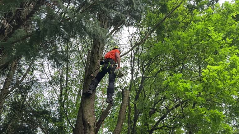 Best Fruit Tree Pruning  in Washington, NC