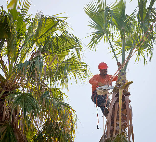 Washington, NC Tree Services Company