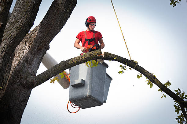 Best Palm Tree Trimming  in Washington, NC